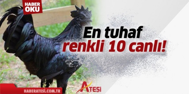 En tuhaf renkli 10 canlı!