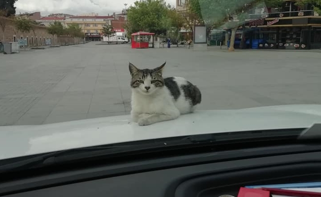 Kedi Merhamet Sahibi Polislerin Yanında Huzur Buldu