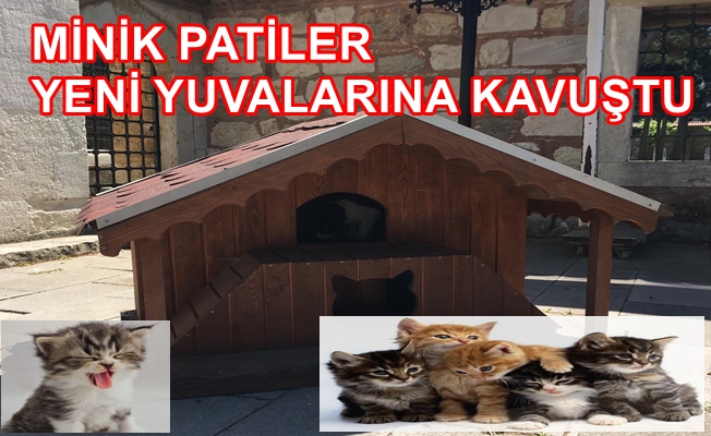 Minik Patiler Yeni Yuvalarına Kavuştu