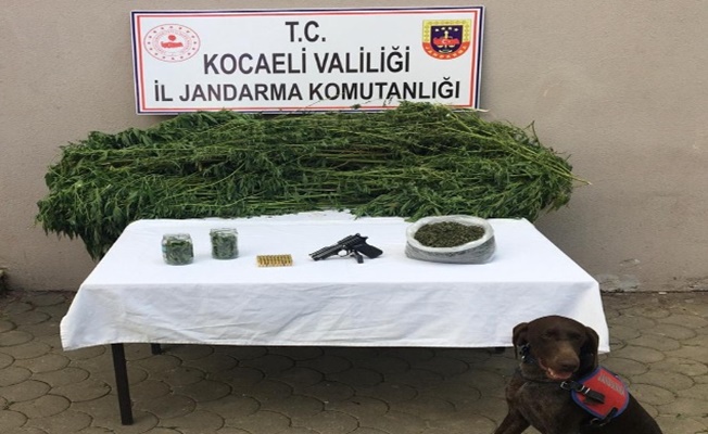 Mısır serasında kenevir yetiştiren şahsa operasyon! Mısır serasında kenevir yetiştiren şahsa operasyon!