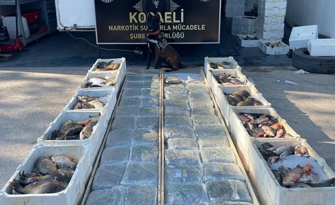BALIK YÜKLÜ KAMYONETİN TABANINDA 53 KİLO 'SKUNK' ELE GEÇİRİLDİ BALIK YÜKLÜ KAMYONETİN TABANINDA 53 KİLO 'SKUNK' ELE GEÇİRİLDİ