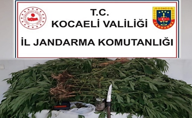 Jandarma boş araziye ekilmiş kenevir buldu Jandarma boş araziye ekilmiş kenevir buldu