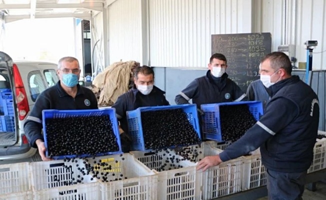Marmarabirlik zeytin alım fiyatlarını güncelledi
