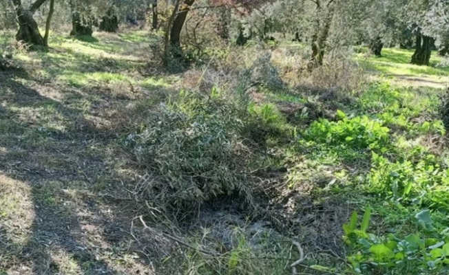 Zeytin tarlalarına dadandılar! 600 bin liralık hasatla kaçtılar!