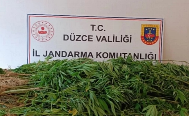 Düzce'de jandarmadan uyuşturucu operasyonu