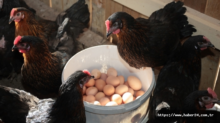 Kocaeli’de yüzde 50 hibeli tavuk desteği üreticilerin yüzünü güldürdü