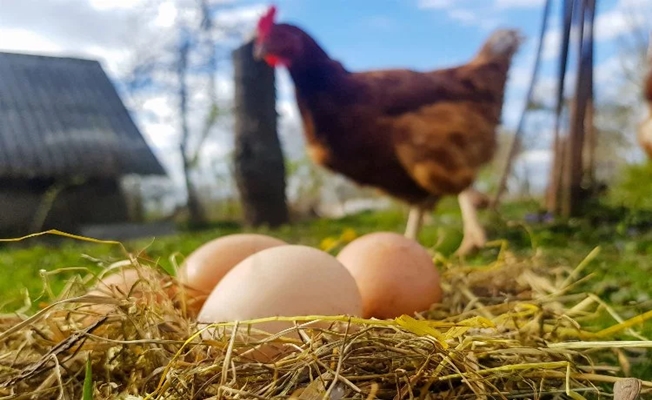 2 milyara yakın yumurta üretildi