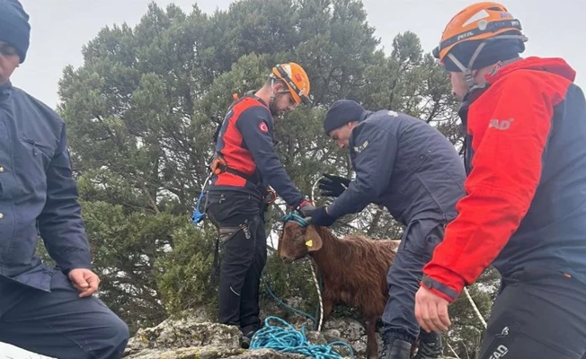 Kayalıklarda mahsur kalan hayvanı Jandarma ve AFAD ekipleri kurtardı