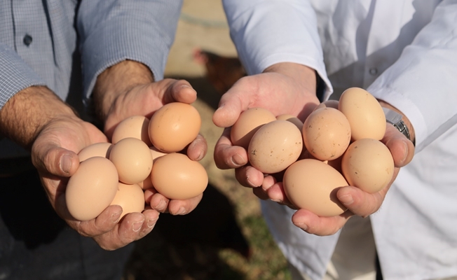 Kocaeli'de % 50 hibeli yumurta tavuğu desteği