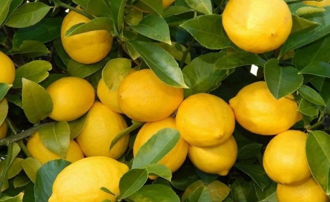 Üretici-market farkı en çok limonda!