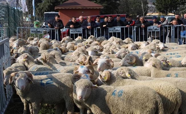 Üreticiye 500 koç, 150 teke verilecek