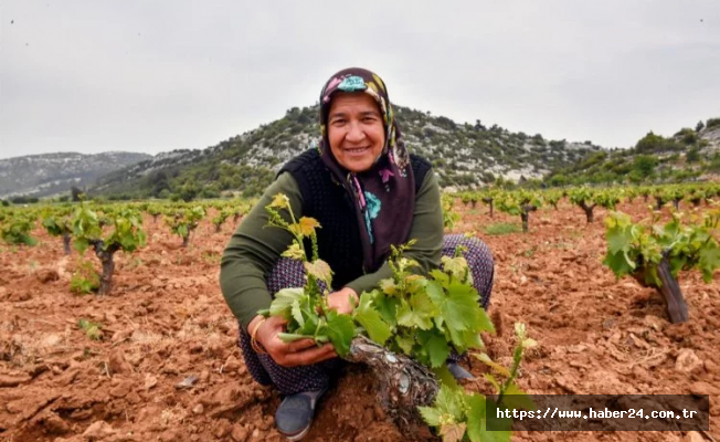 Çiftçinin yüzü organikle gülüyor