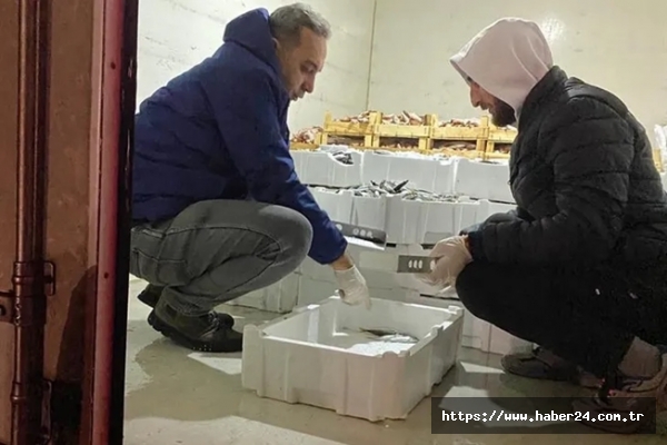 Bursa'da 1,5 ayda 5 ton balığa el konuldu!