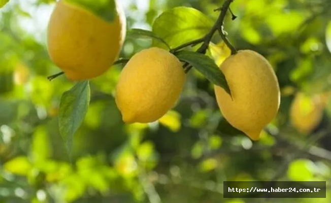 Ticaret'ten limon ihracatına geçici kısıtlama!