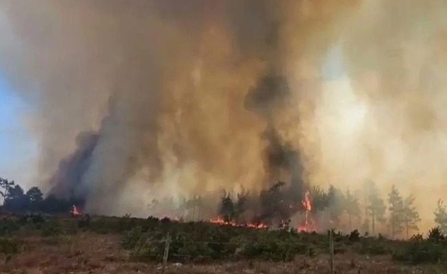 Çanakkale’nin Gelibolu ilçesi'nde orman yangını