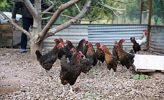 Kocaeli çiftçisine 20 bin tavuk desteği