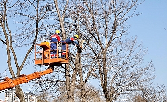 Kağıthane’de ekipler ağaçların sağlığı için sahada