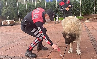 Maltepe Polisi sokak hayvanlarını unutmadı
