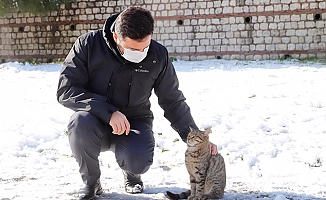 Kağıthane’de 7 bin 392 sokak hayvanının tedavi ve muayenesi yapıldı