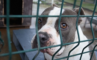 Edirne'de 'yasaklı ırk' köpekler için barınakta yer kalmadı