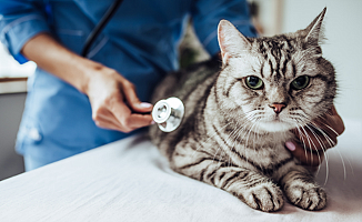 Kocaeli'de sokak kedileri kışı veteriner kliniklerinde geçirecek!