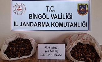 Bingöl'de salep soğanı toplayanlara 1 milyon 221 bin lira ceza kesildi