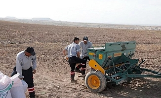 Nevşehir Belediyesi'nden yerli tohum ekimi