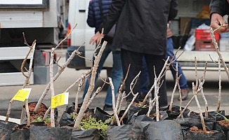 Konya'da kırsala 'Antep Fıstığı' desteği