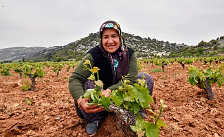 Çiftçinin yüzü organikle gülüyor