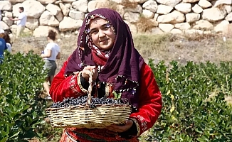Kilosu 300 liraya satılıyor! Üreticinin yüzü gülüyor