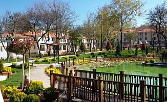 Ankara Kızılay'da 210 anıt ağaç koruma altında