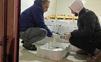 Bursa'da 1,5 ayda 5 ton balığa el konuldu!