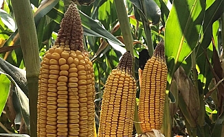 1 milyon ton için Gümrük Vergisi sıfırlandı