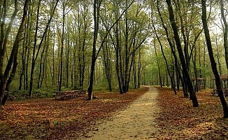 Kocaeli’de ormanlara giriş yasaklandı!