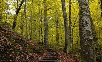 Bolu ormanlarına girişler 30 Eylül'e kadar yasaklandı!