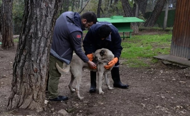 Osmangazide başıboş köpek mesaisi