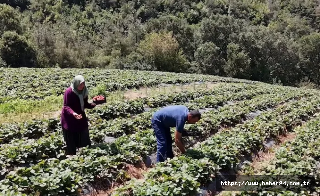 Osmaniye#039;de 128 haneye 6,8 milyon TL#039;lik tarımsal destek